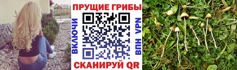 Псилоцибиновые грибы Cubensis  магазин    Вологда 